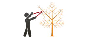Taille et élagage des arbres
